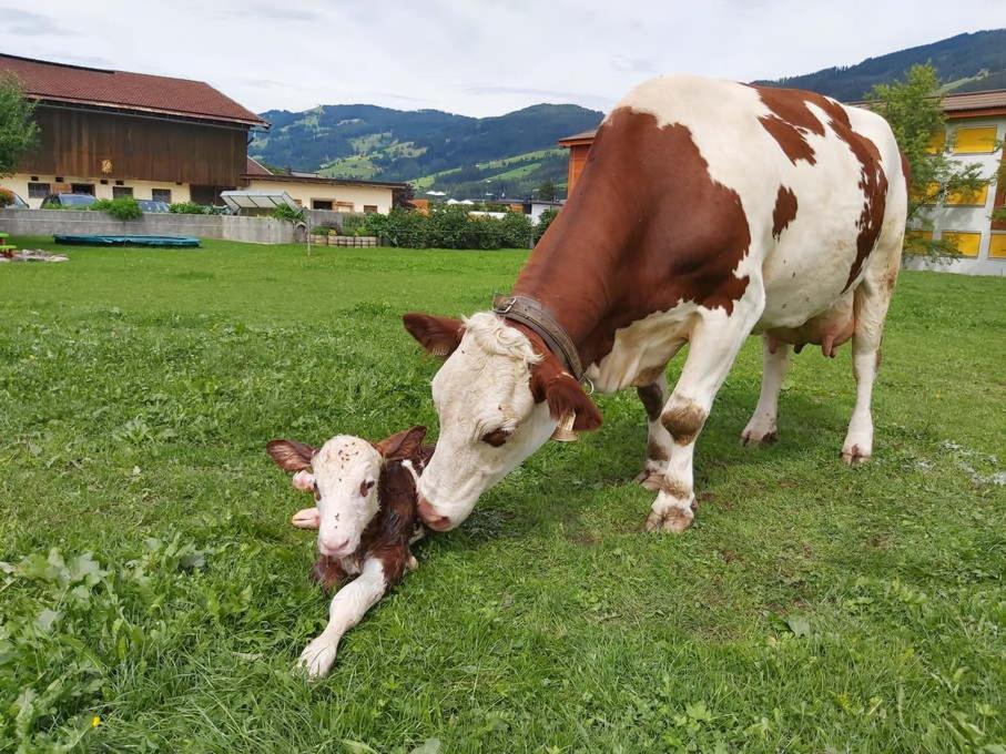 Hof Obertann Apartamento Kirchberg in Tirol Exterior foto