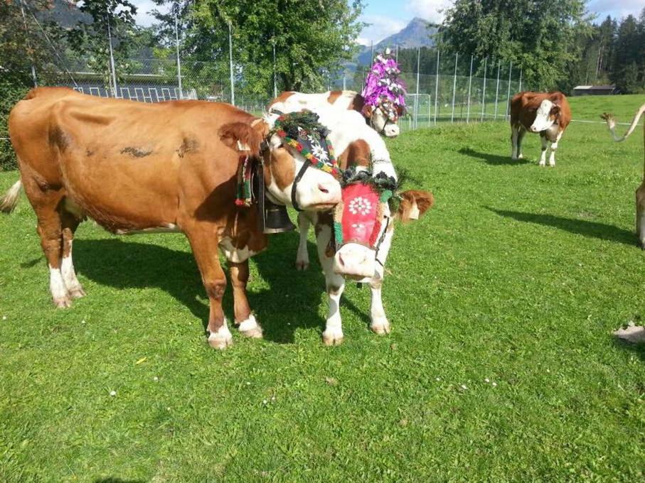 Hof Obertann Apartamento Kirchberg in Tirol Exterior foto